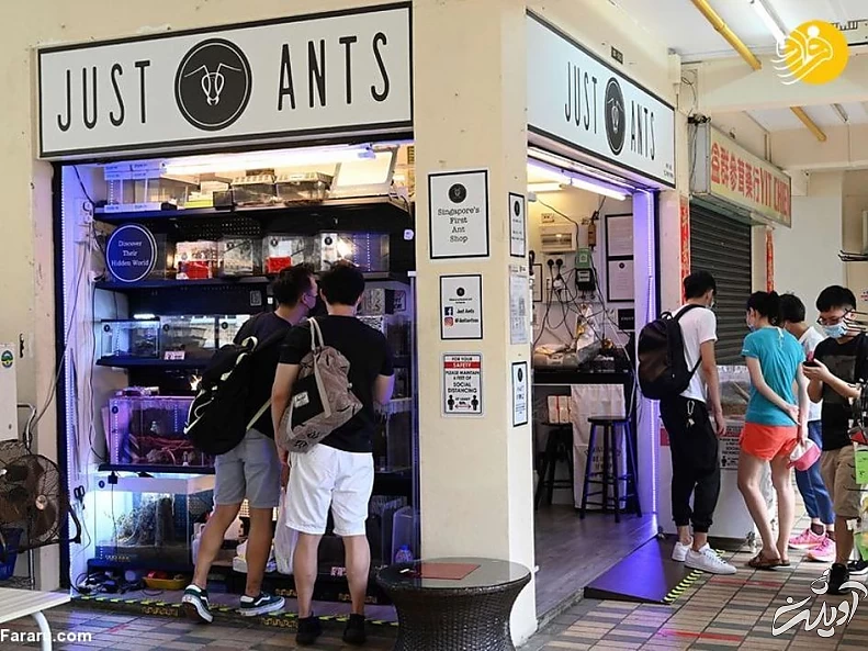 (تصاویر) فروشگاه مورچه فروشی!